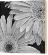 Black And White Gerbera Daisies 1 Wood Print