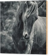 Black And White Portrait Of Horse Wood Print