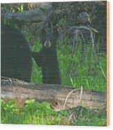 Black Bear Sow And Cub-signed-#8913 Wood Print