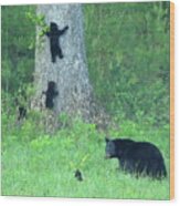 Black Bear Sow And Four Cubs Wood Print