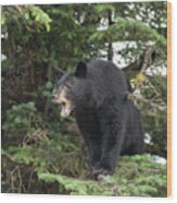 Black Bear Yawn Wood Print