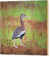 Black-bellied Whistling Duck Costa Rica Wood Print