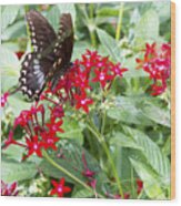 Black Butterfly In Field Of Red Flowers Wood Print
