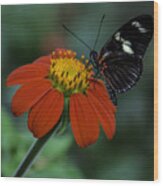Black Butterfly On Orange Flower Wood Print
