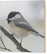 Black-capped Chickadee Wood Print