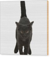 Black Cat On The Run Wood Print