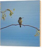 Black-chinned Hummingbird On Mesquite Wood Print
