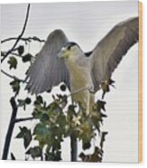 Black Crowned Night Heron 1 Wood Print