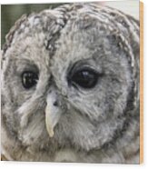Black Eye Owl Wood Print