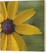 Black-eyed Susan Wood Print