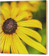 Black Eyed Susan Wood Print