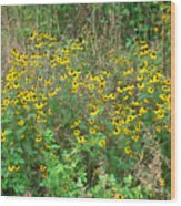 Black Eyed Susans Wood Print