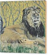 Black Maned Lion Wood Print