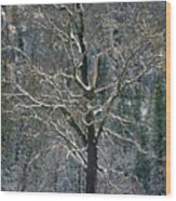 Black Oak Quercus Kelloggii With Dusting Of Snow Wood Print