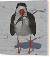 Black Skimmer With Dinner Wood Print