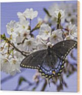 Black Swallowtail Butterfly Wood Print