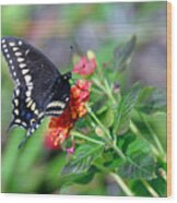 Black Swallowtail Wood Print