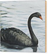 Black Swan Wood Print