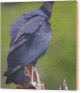 Black Vulture Parque Panaca Colombia Wood Print