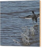 Blackduck Takeoff Run Wood Print