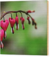Bleeding Hearts Flower Of Romance Wood Print