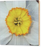 Bloom Of Narcissus Wood Print