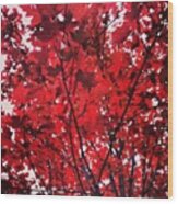 Blooming In Red  #red #maple #tree Wood Print