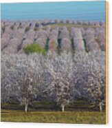 Blooming Orchards Wood Print