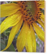 Blooming Sunflower Wood Print