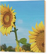 Blooming Sunflower In Blue Sky Wood Print
