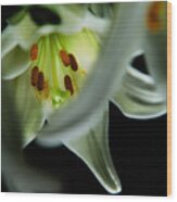 Blooming White Lily Closeup Wood Print
