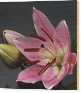 Blossoming Pink Lily Flower On Dark Background Wood Print