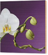 Blossoming White Orchid On Purple Background Wood Print