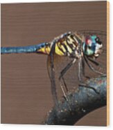 Blue And Gold Dragonfly Wood Print