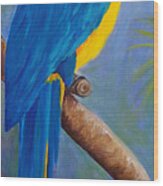 Blue And Gold Macaw Wood Print