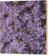 Blue Asters Wood Print