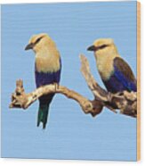 Blue-bellied Rollers On Branch Wood Print