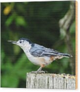 White Breasted Nuthatch Wood Print