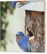 Blue Birds Are Moving In Wood Print