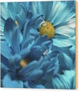 Blue Chrysanthemums Wood Print
