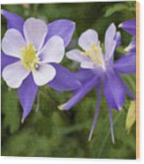 Blue Columbine Wildflower - Oil Paint Wood Print