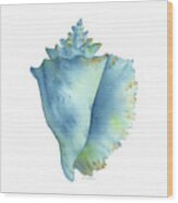 Blue Conch Shell Wood Print