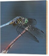 Blue Dasher Wood Print