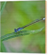 Blue Dragonfly Wood Print