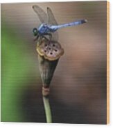 Blue Dragonfly Dancer Wood Print