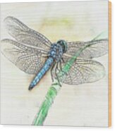 Blue Dragonfly Wood Print