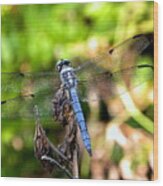 Blue Dragonfly Wood Print