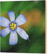 Blue Eyed Grass Flower Covered In Droplets Wood Print