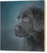 Blue Eyed Puppy Wood Print