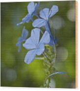 Blue Flower Wood Print